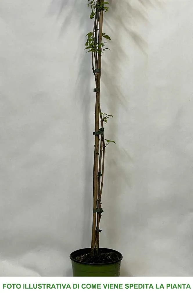 CLEMATIDE MONTANA GRANDIFLORA VASO 18CM