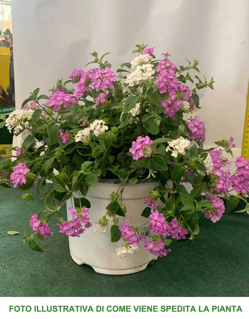 LANTANA SELLOWIANA BICOLOR VASO 18CM