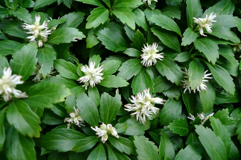 PACHYSANDRA TERMINALIS BOX 6 PIANTE