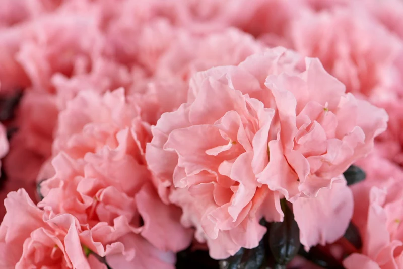 AZALEA INDICA HORTINNO COLORE ASSORTITO VASO 15CM