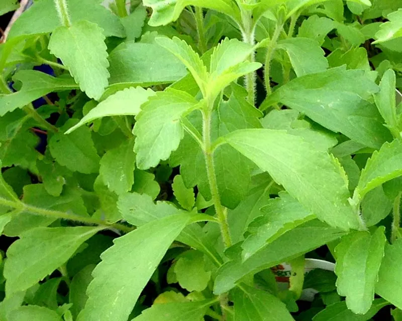STEVIA REBAUDIANA IN VASO 14CM