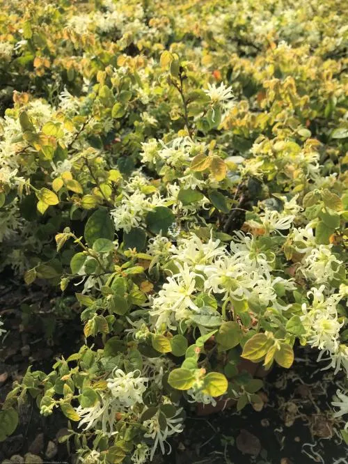 LOROPETALUM CHINENSE ANDRE' VASO 18CM