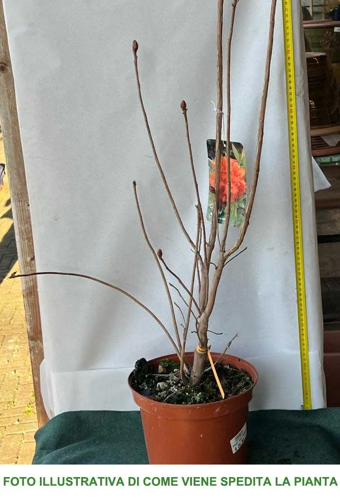 AZALEA GIBRALTAR ARANCIONE VASO 21CM