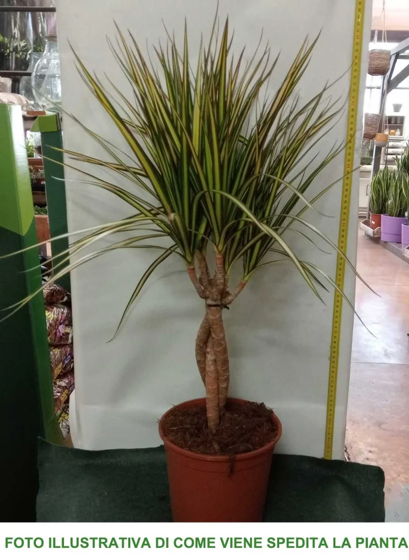 DRACENA MARGINATA GOLD TRONCHETTO DELLA FELICITÀ VASO 20CM H80CM