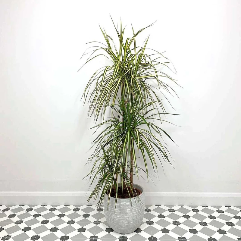 DRACENA MARGINATA GOLD TRONCHETTO DELLA FELICITÀ VASO 20CM H80CM