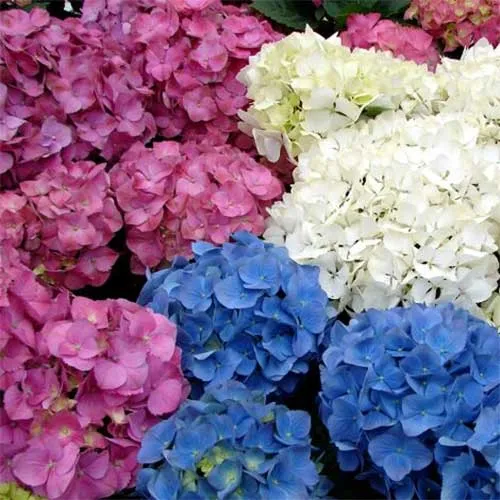 ORTENSIA HYDRANGEA MACROPHYLLA COLORI ASSORTITI VASO 15CM