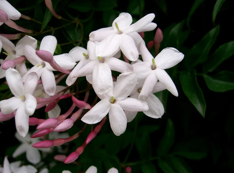 JASMINUM POLYANTHUM GELSOMINO VASO 17CM