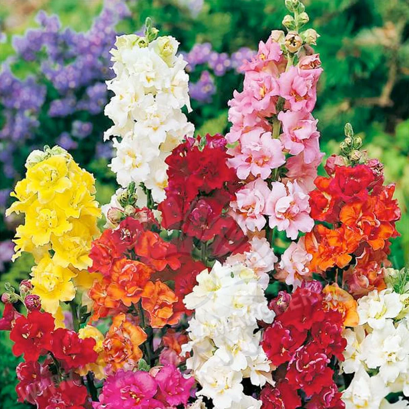 BOCCA DI LEONE IN VASO 14CM COLORE ASSORTITO