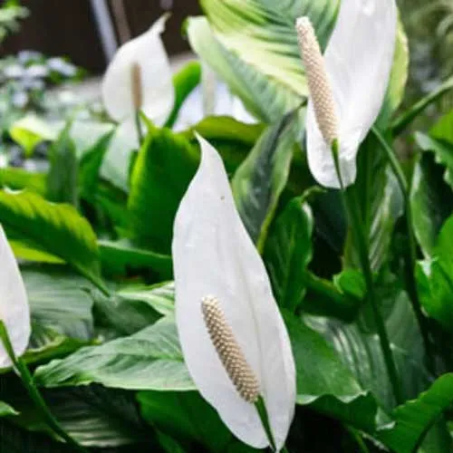 SPATHIPHYLLUM SWEET CHICO VASO 13CM