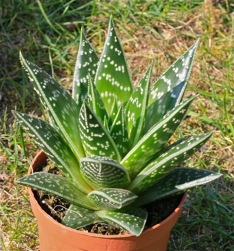 ALOE TIKI THAI IN VASO 9CM