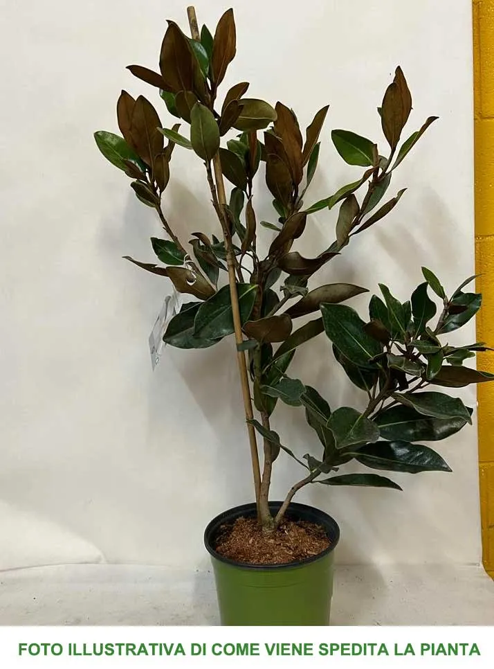 MAGNOLIA GRANDIFLORA LITTLE GEM VASO 18CM