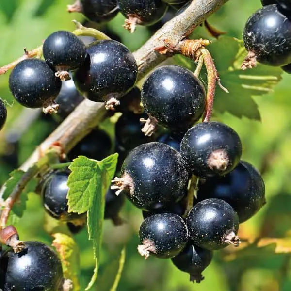 RIBES NERO VASO 12CM