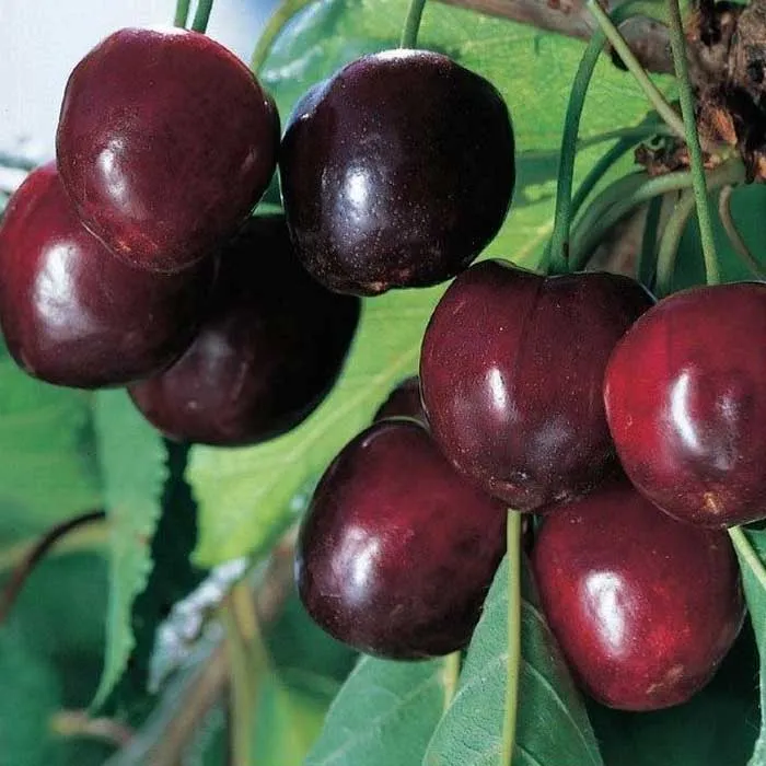 CILIEGIO DURONE I IN VASO 20CM