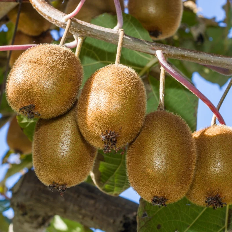 KIWI ACTINIDIA DELICIOSA JENNY IN VASO 20CM