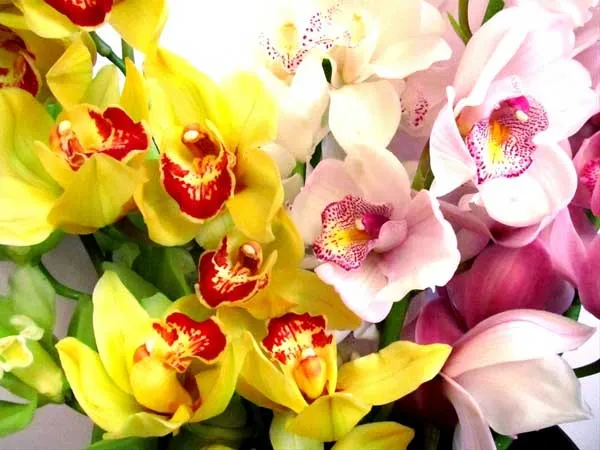 ORCHIDEA CYMBIDIUM VASO 16CM COLORI ASSORTITI