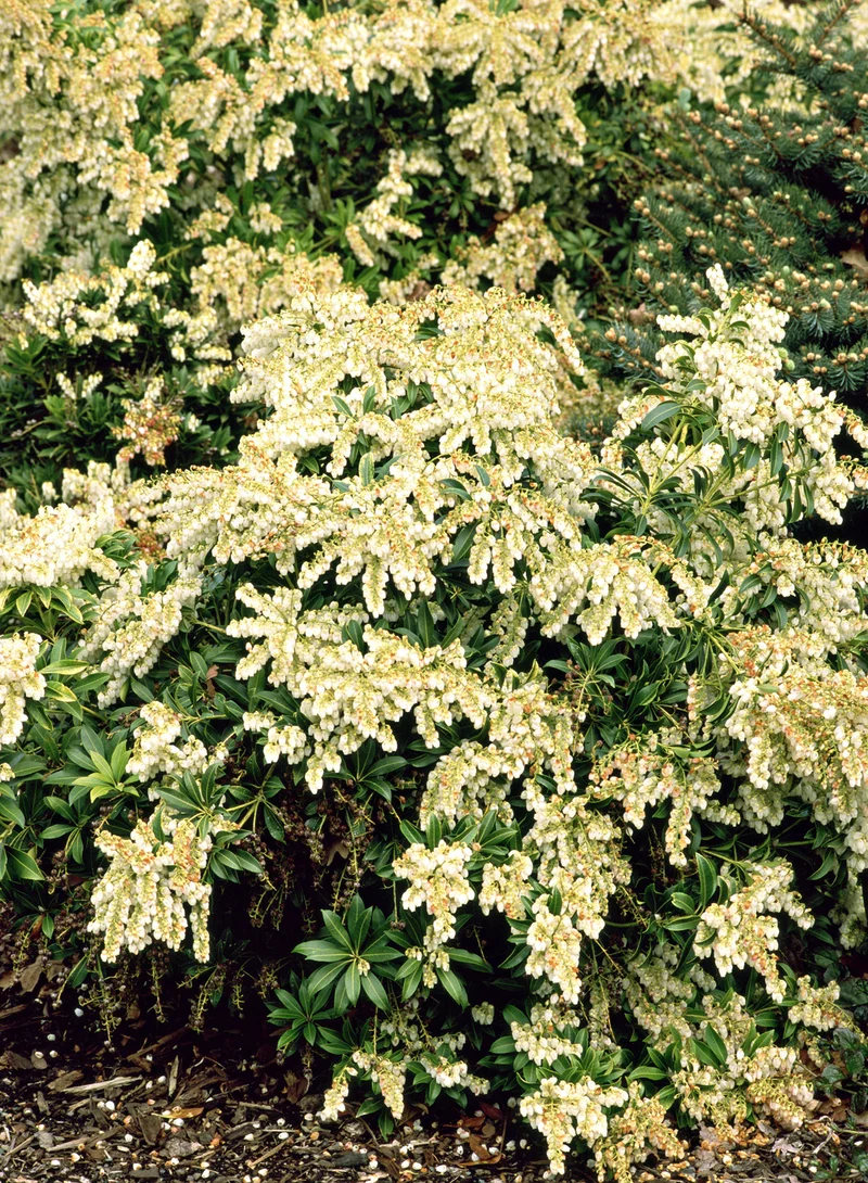 PIERIS JAPONICA PRELUDE VASO 17CM