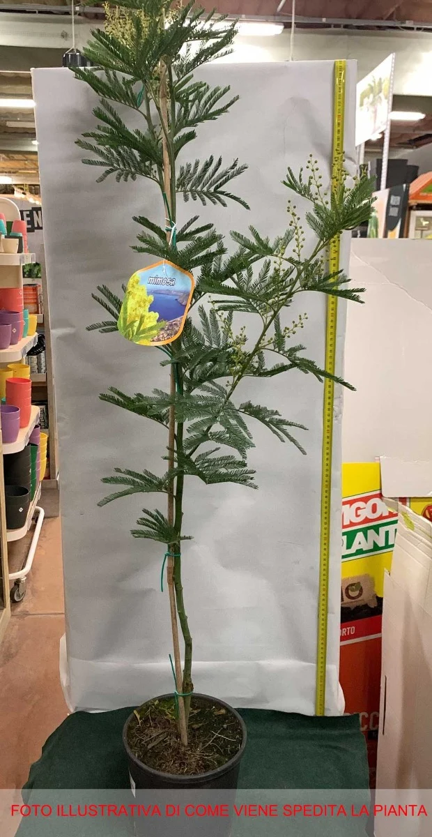 MIMOSA ACACIA DEALBATA IN VASO 18CM H110-120CM