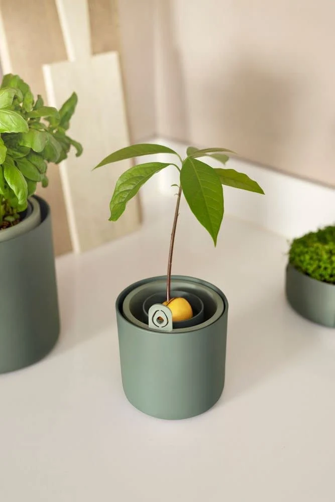 VASO AMAZING AVOCADO POT LEAF GREEN