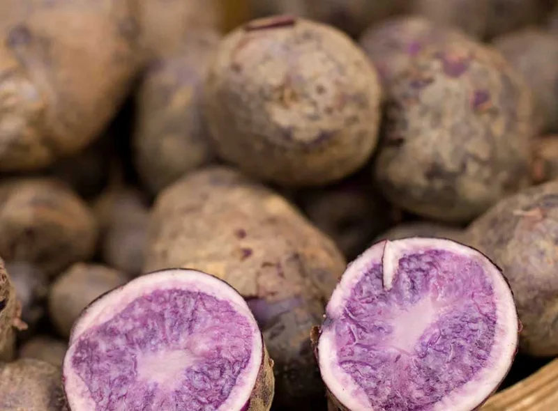 PATATA VIOLETTE DA SEMINARE 10 TUBERI