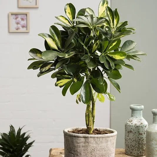 SCHEFFLERA GOLD CAPPELLA IN VASO 19CM