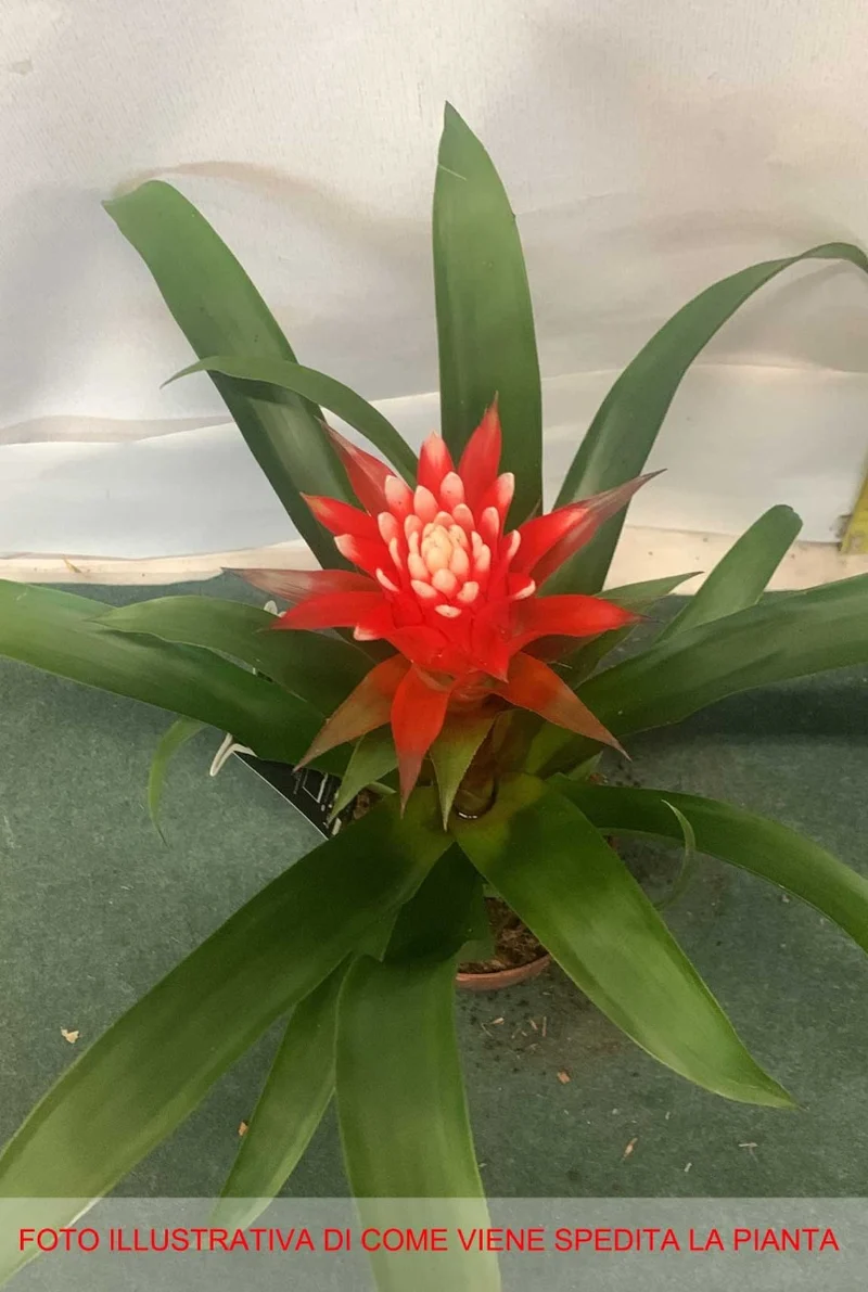 GUZMANIA HOPE IN VASO 12CM