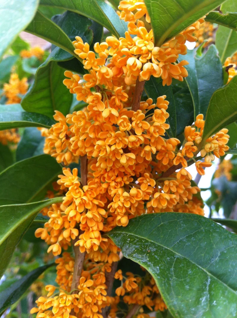 OSMANTHUS FRAGRANS OLEA FRAGRANS ARANCIO VASO 24CM
