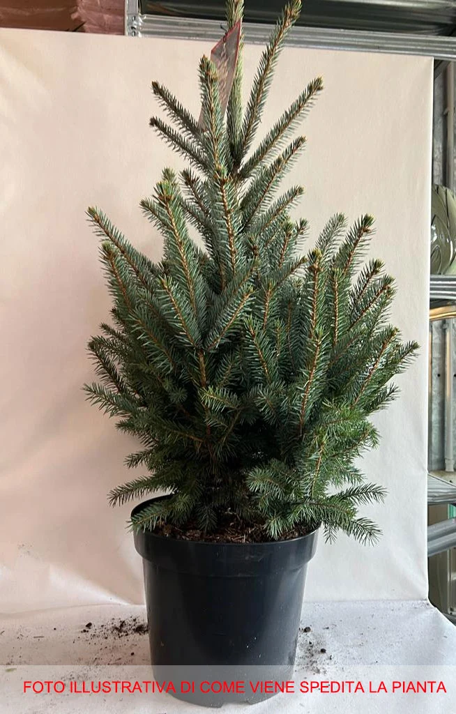 PICEA PINO ARGENTATO IN VASO 32CM CONIFERA NANA