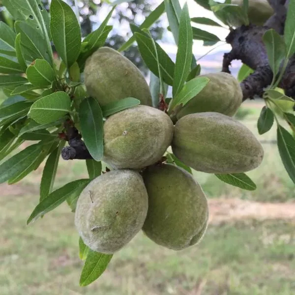 MANDORLO TUONO (1 PIANTA)