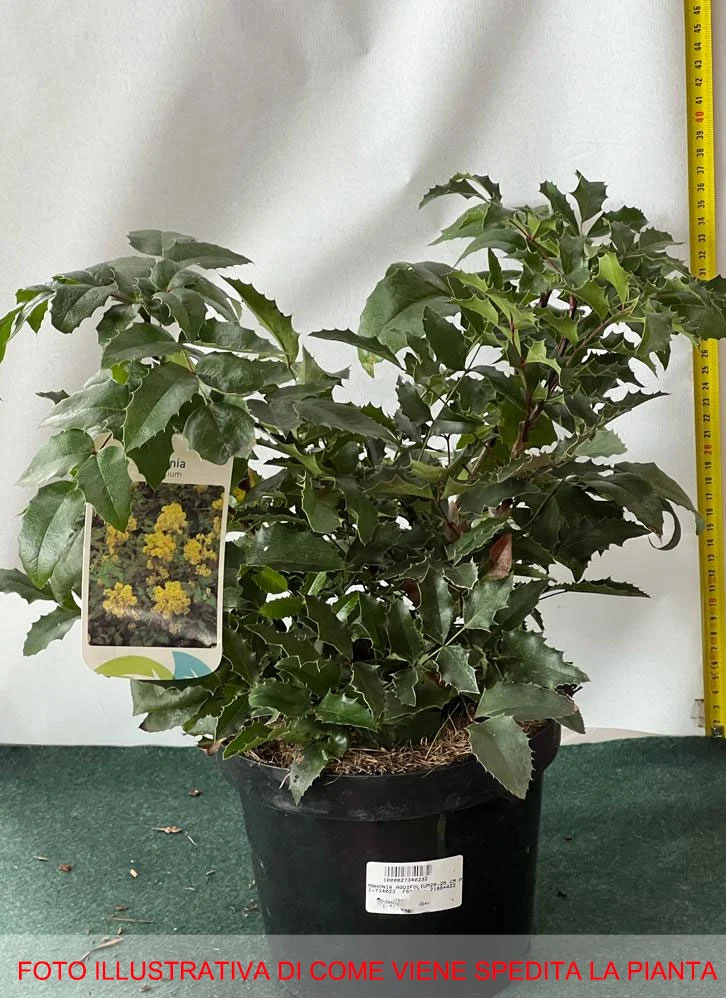 MAHONIA AQUIFOLIUM VASO 19CM