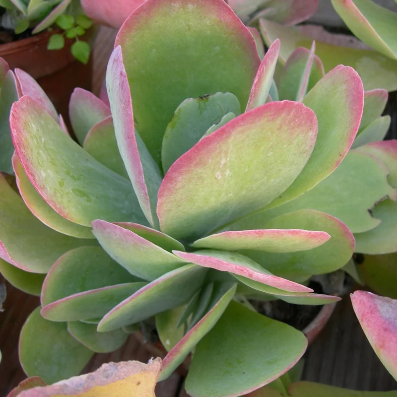 KALANCHOE THYRSIFLORA IN VASO 13CM