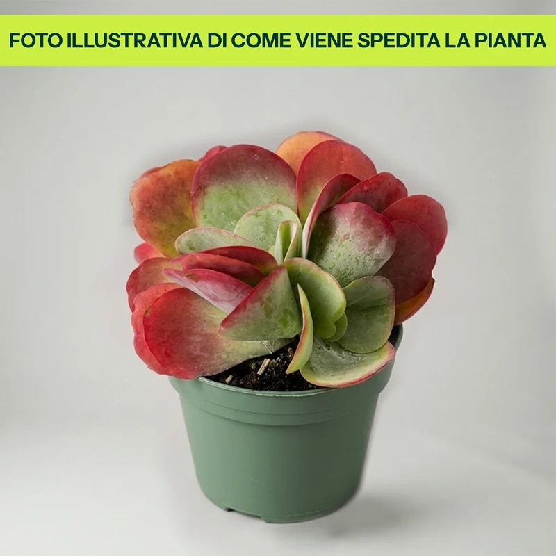 KALANCHOE THYRSIFLORA IN VASO 13CM
