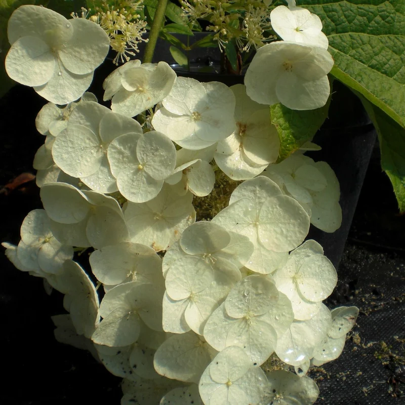 ORTENSIA HYDRANGEA QUERCIFOLIA APPLAUSE VASO 18CM