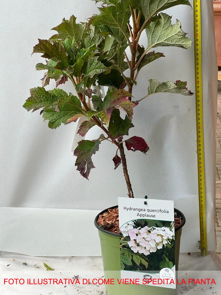 ORTENSIA HYDRANGEA QUERCIFOLIA APPLAUSE VASO 18CM