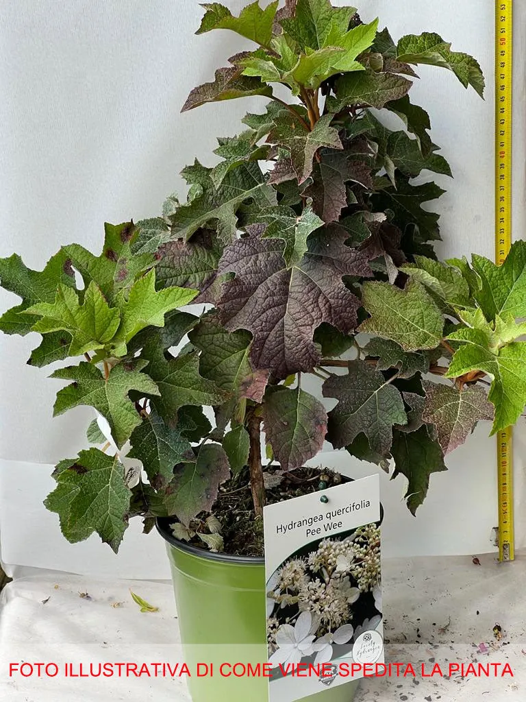 ORTENSIA HYDRANGEA QUERCIFOLIA PEE WEE VASO 18CM