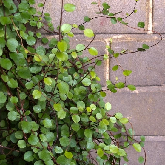 MUEHLENBECKIA COMPLEXA IN VASO 18CM