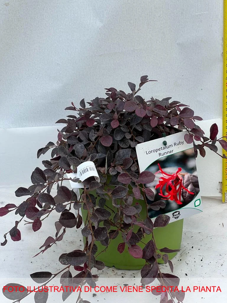 LOROPETALUM CHINENSE RUBY RUNNER VASO 18CM