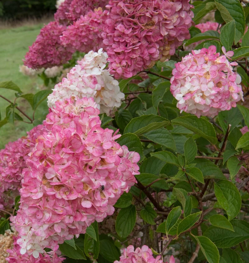 HYDRANGEA ORTENSIA PANICULATA FRAISE MELBA VASO 18CM