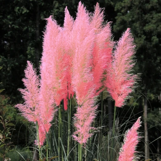 CORTADERIA SELLOANA PINK FEATHER IN VASO 17CM