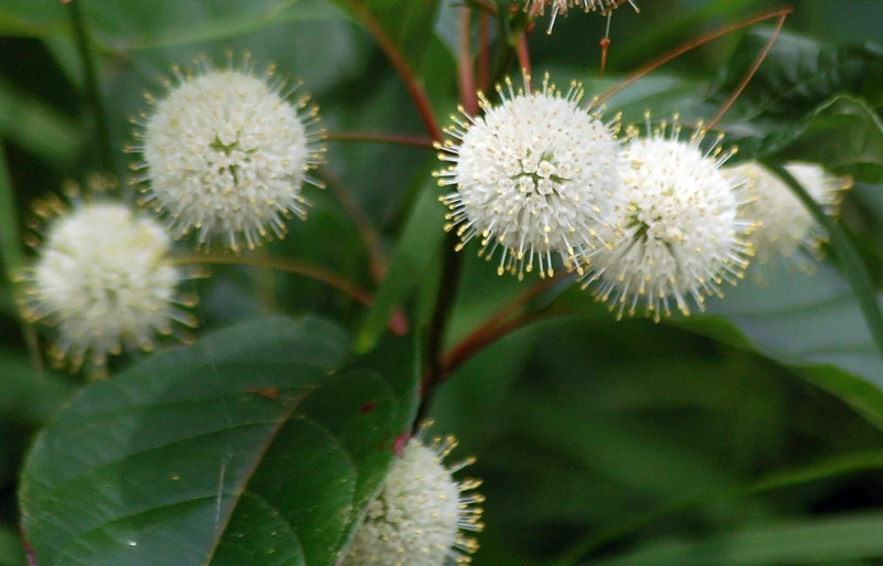 CEPHALANTHUS FIBER OPTICS IN VASO 24CM