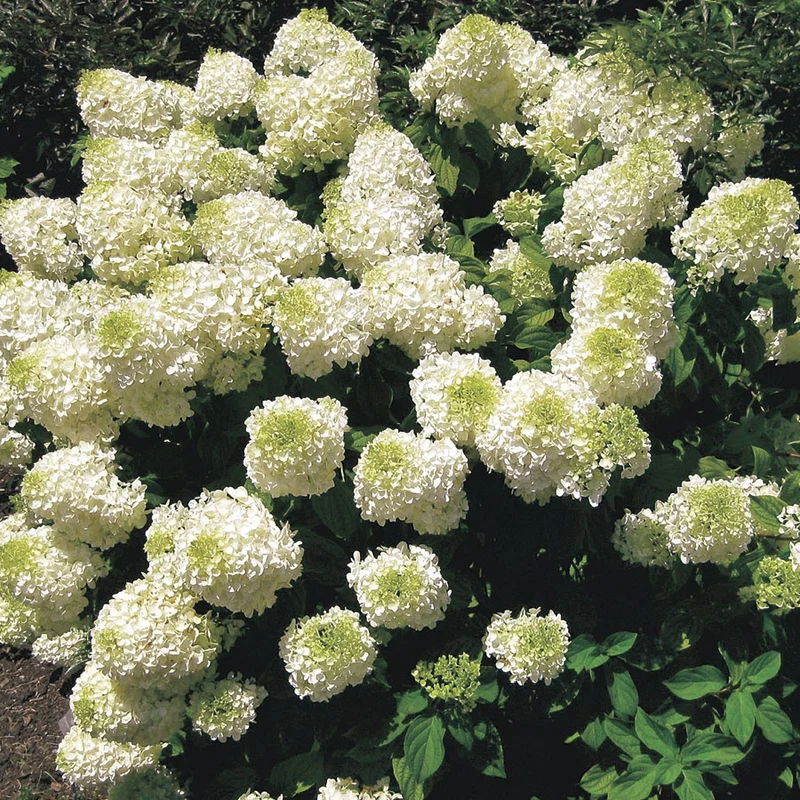 ORTENSIA HYDRANGEA PANICULATA SILVER DOLLAR IN VASO 18CM