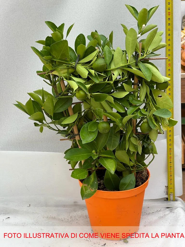 CALAMONDINO MANDARINO NANO IN VASO 14CM