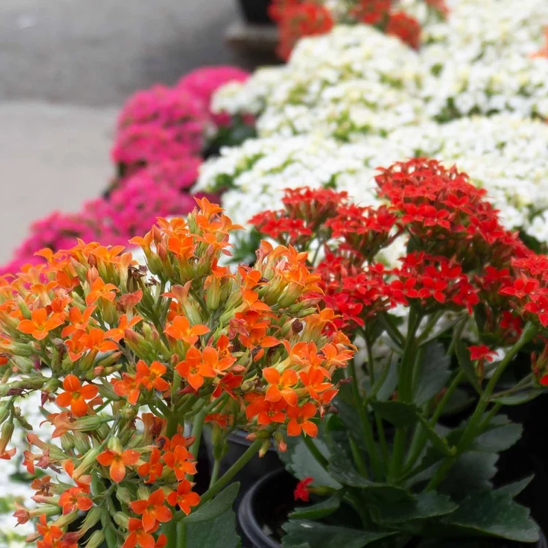 KALANCHOE COLORE ASSORTITO IN VASO 15CM
