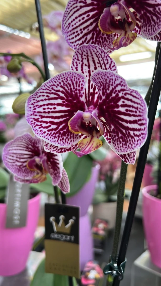 ORCHIDEA PHALAENOPSIS 2 RAMI ROSA O GIALLA VASO 10CM