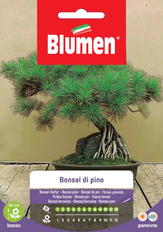 SEMI BONSAI DI PINO