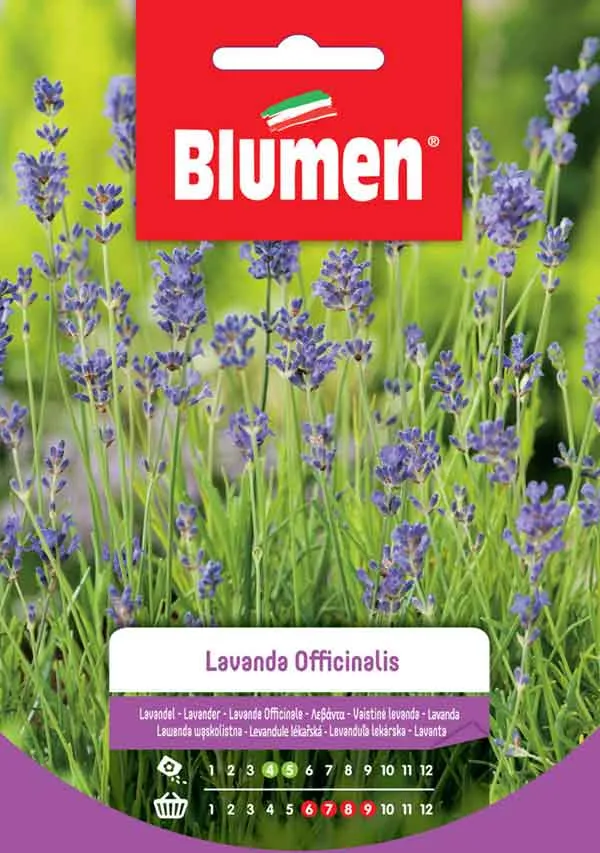 SEMI LAVANDA OFFICINALIS
