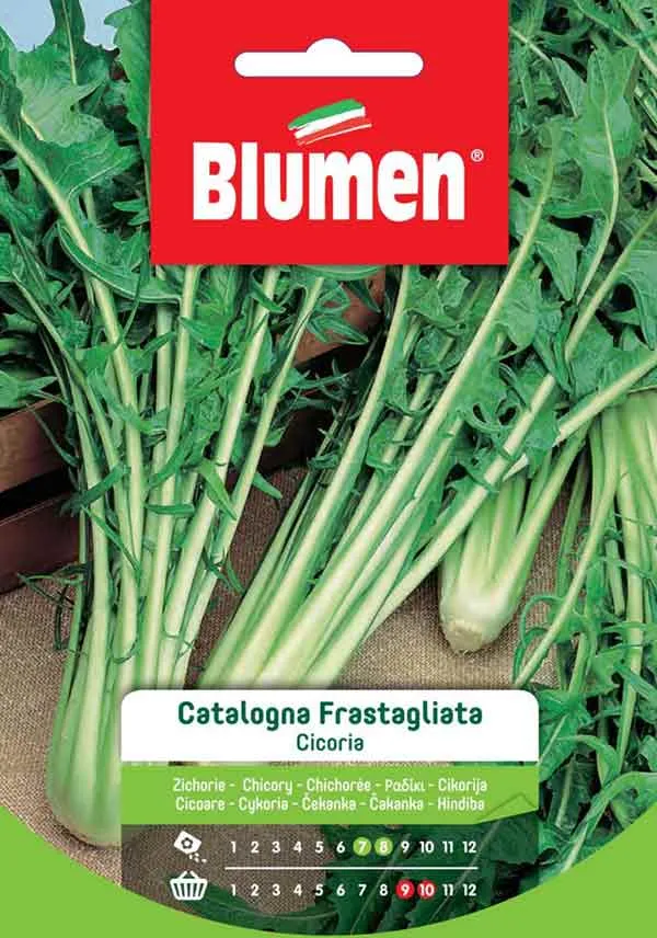 SEMI CICORIA CATALOGNA FRASTAGLIATA