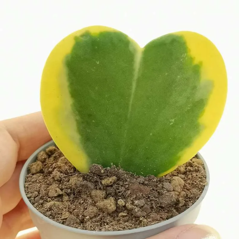 HOYA KERRII VARIEGATA FIORE DI CERA IN VASO 6CM