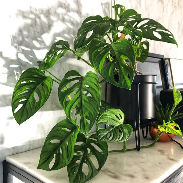 MONSTERA ADANSONII VASO 17CM