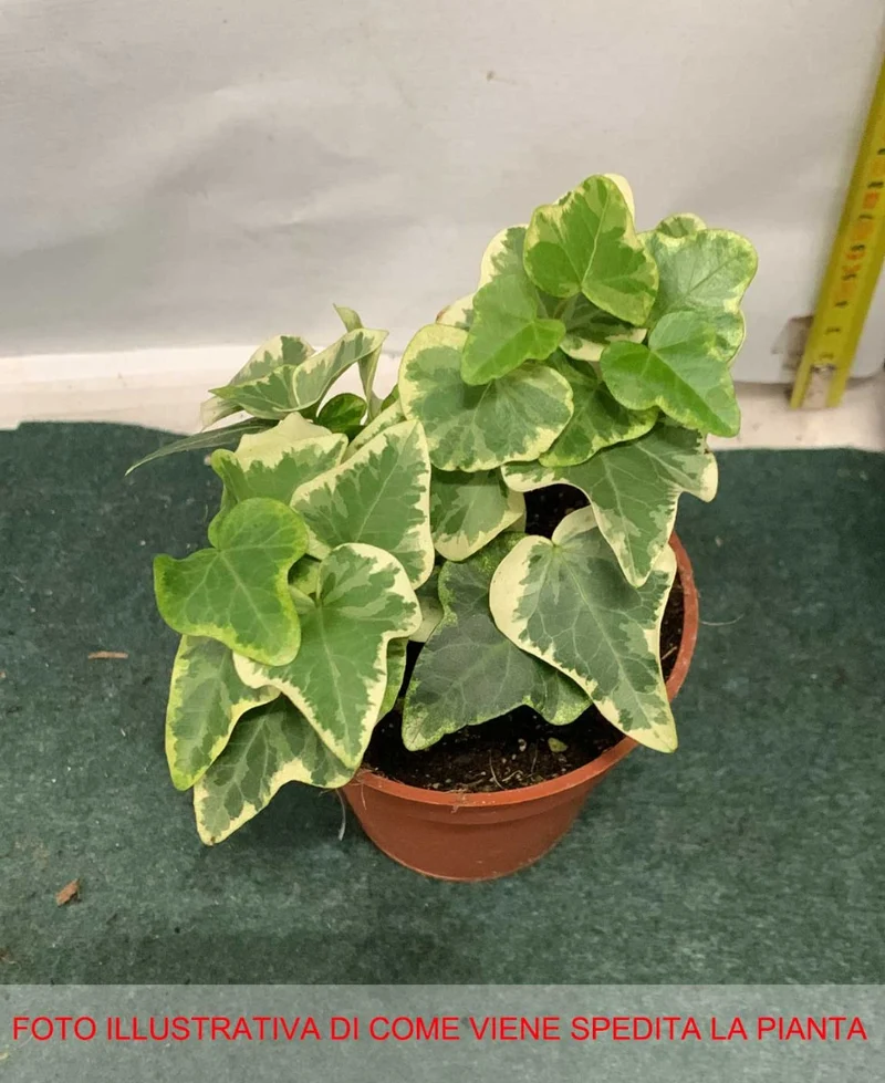 EDERA WHITE WONDER IN VASO 9CM
