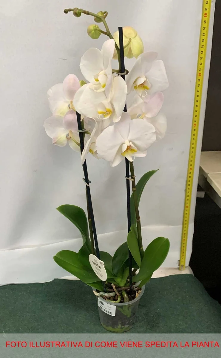 ORCHIDEA PHALAENOPSIS BIANCA VASO 12CM 2 RAMI